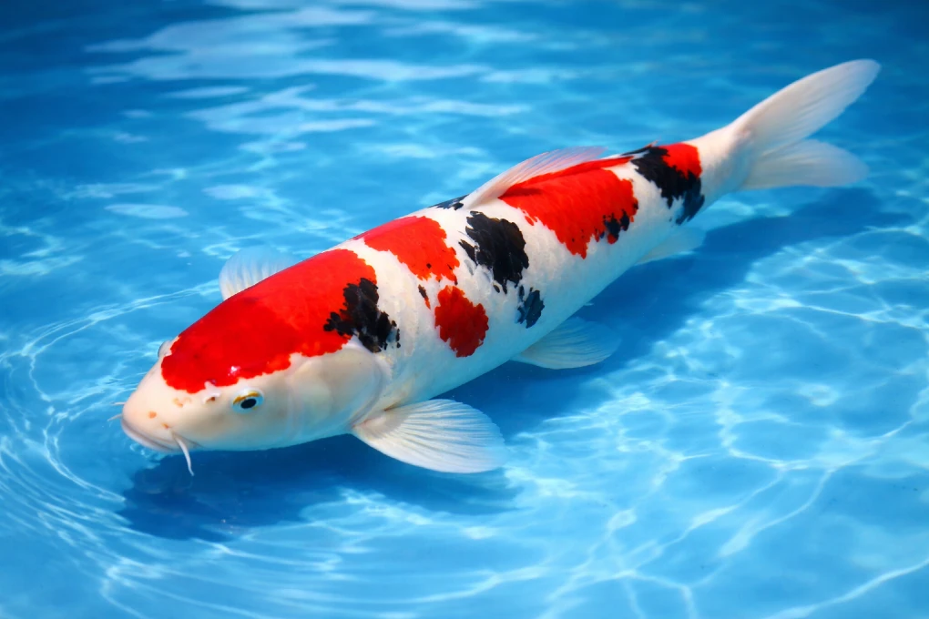 Sanke koi fish with white skin, red pattern, and black markings swimming in a clear garden pond
